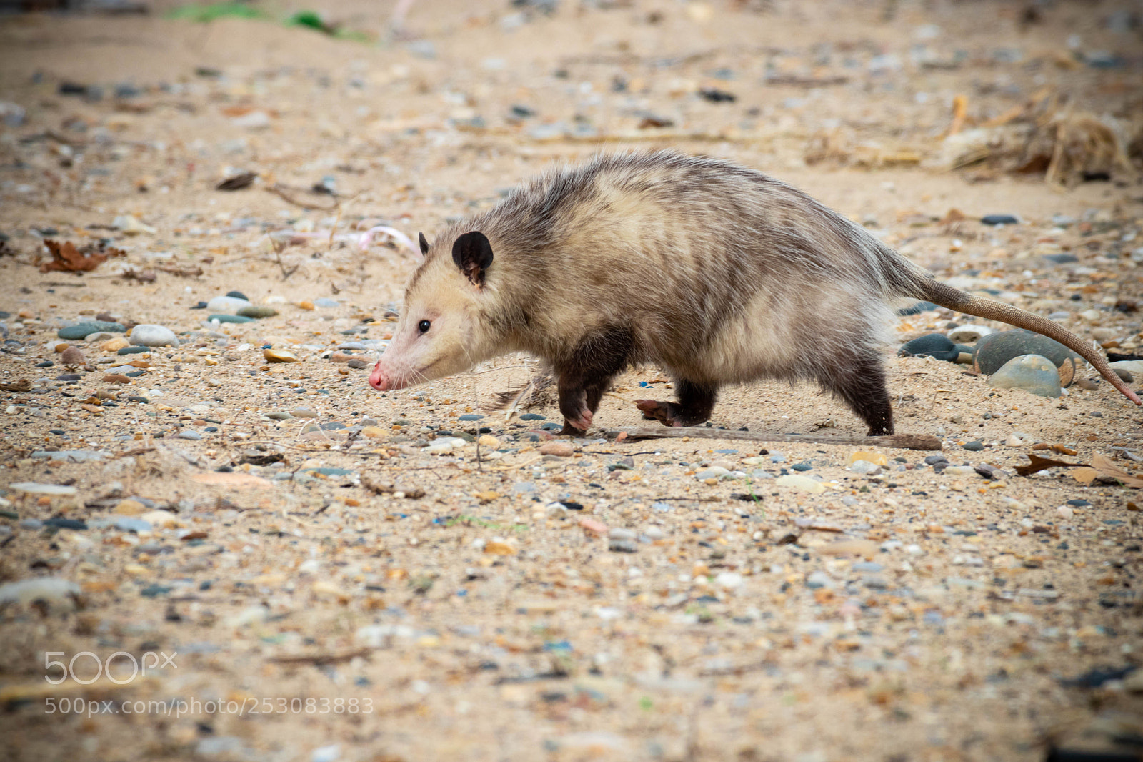 Canon EOS 80D sample photo. Opossum photography