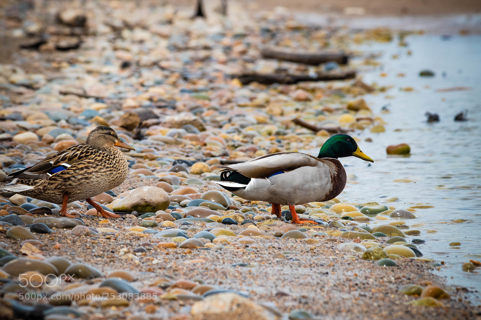 Canon EOS 80D sample photo. Perching duck photography