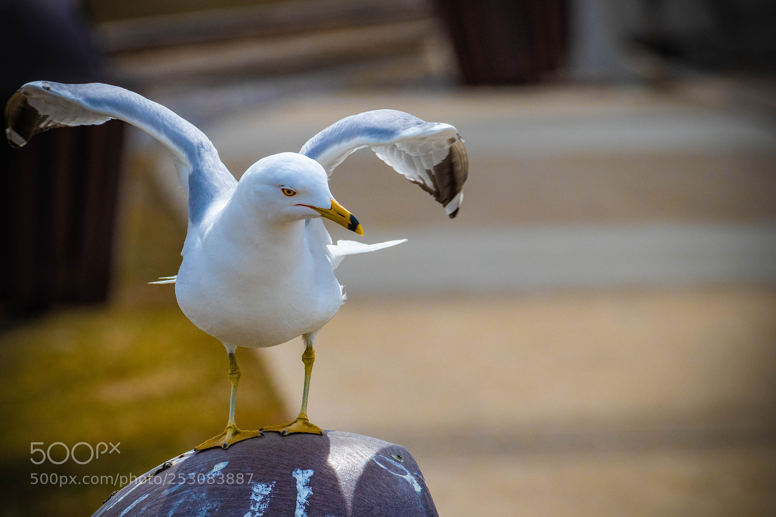 Canon EOS 80D sample photo. European herring gull photography