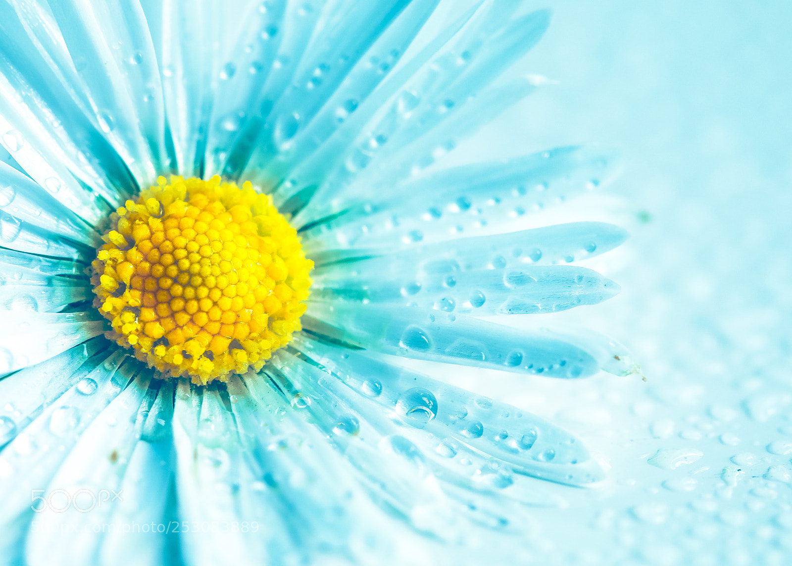 Canon EOS 5D Mark IV sample photo. Turquoise daisy photography