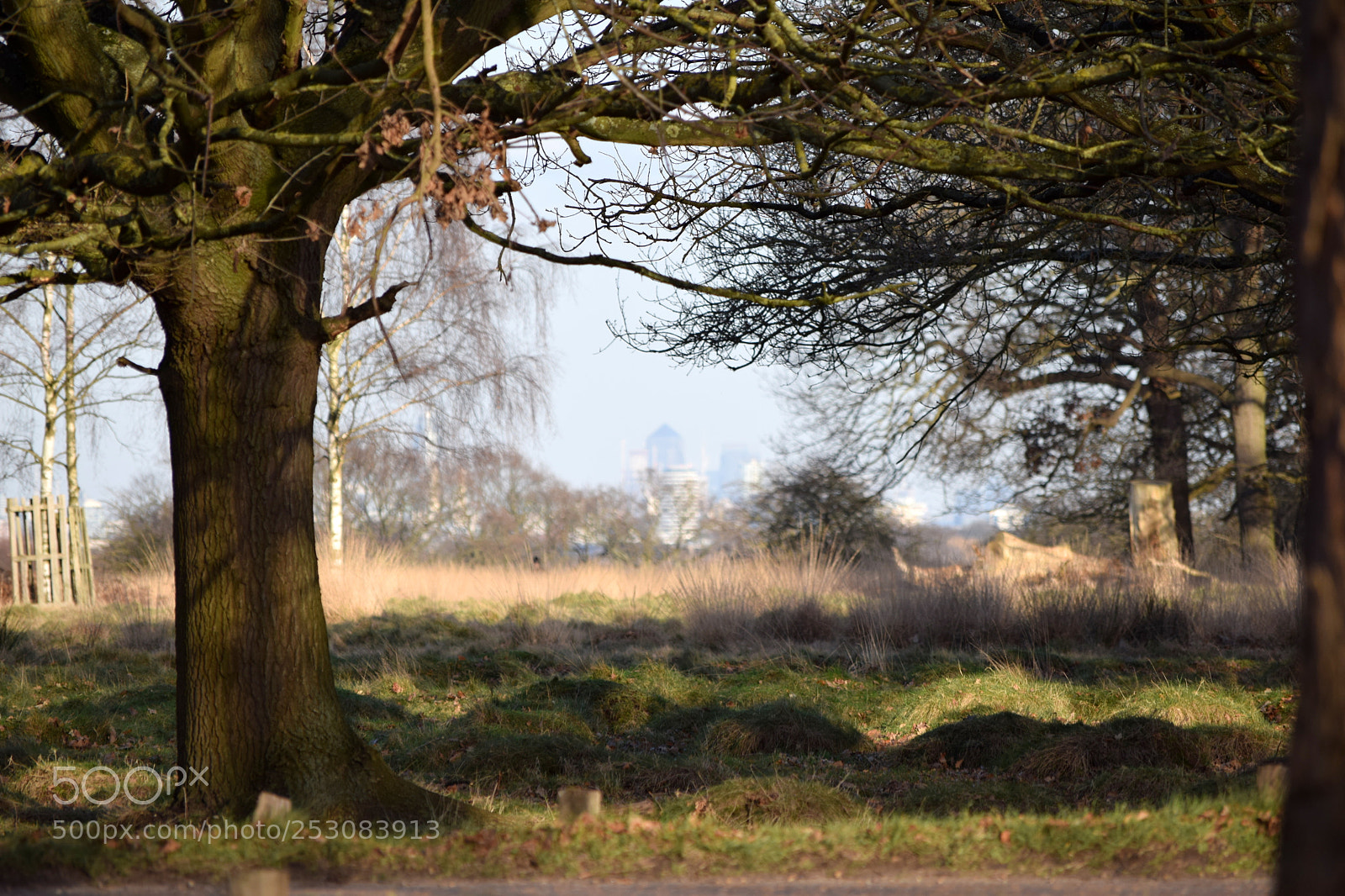Nikon D3300 sample photo. Richmond park photography