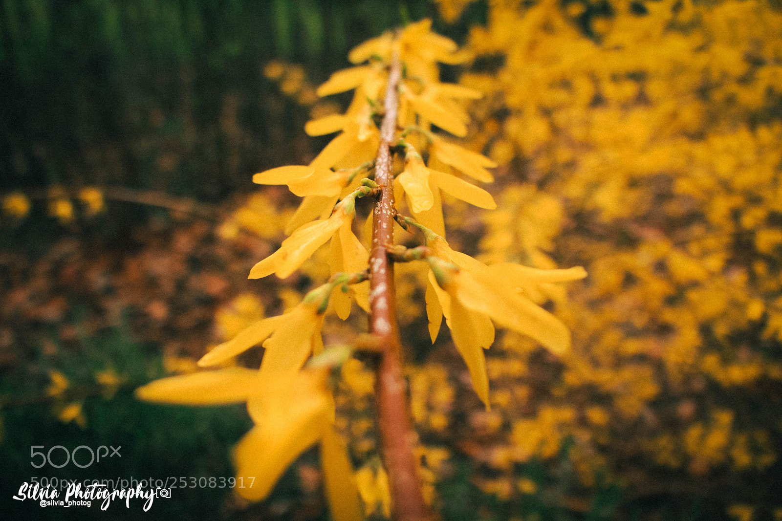 Canon EOS 700D (EOS Rebel T5i / EOS Kiss X7i) sample photo. Yellow flowers photography