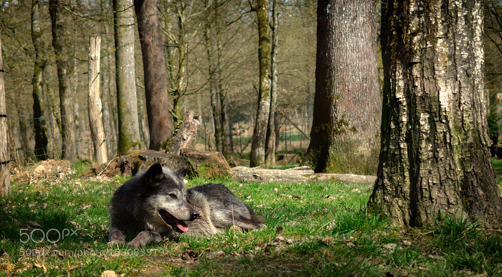 Nikon D5300 sample photo. Loup noir photography