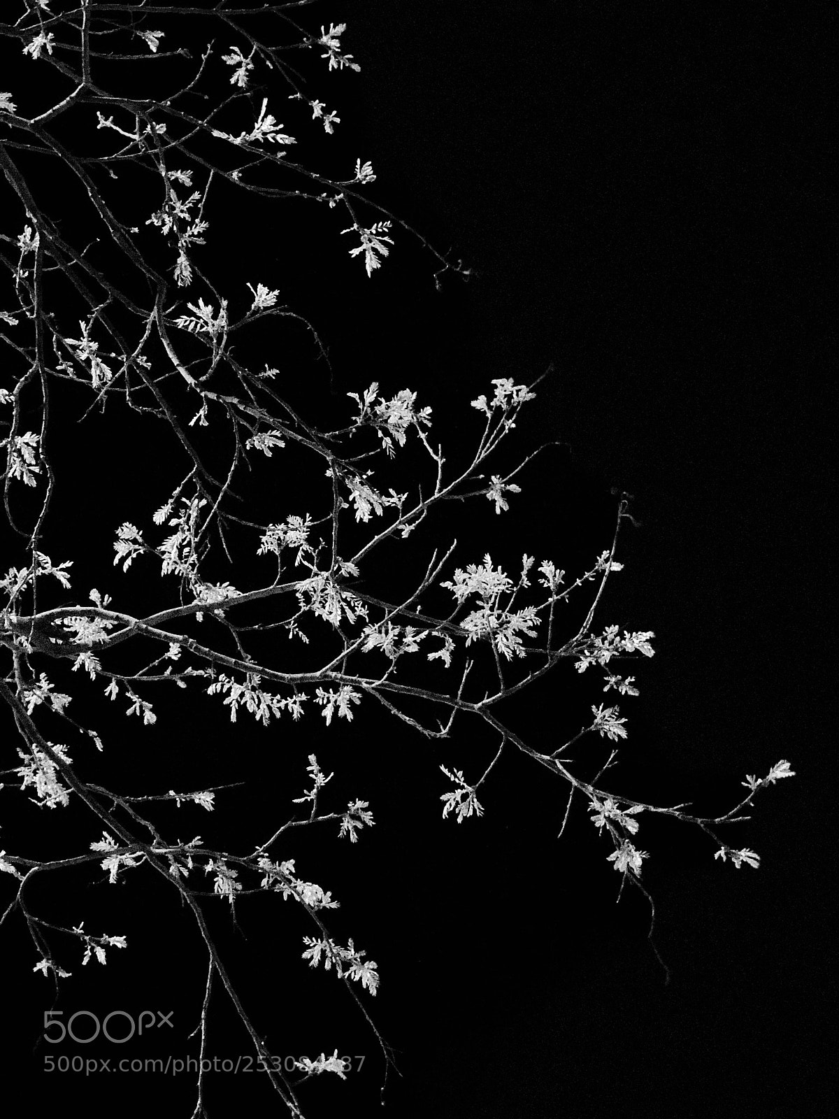 Apple iPhone X sample photo. Untitled photography
