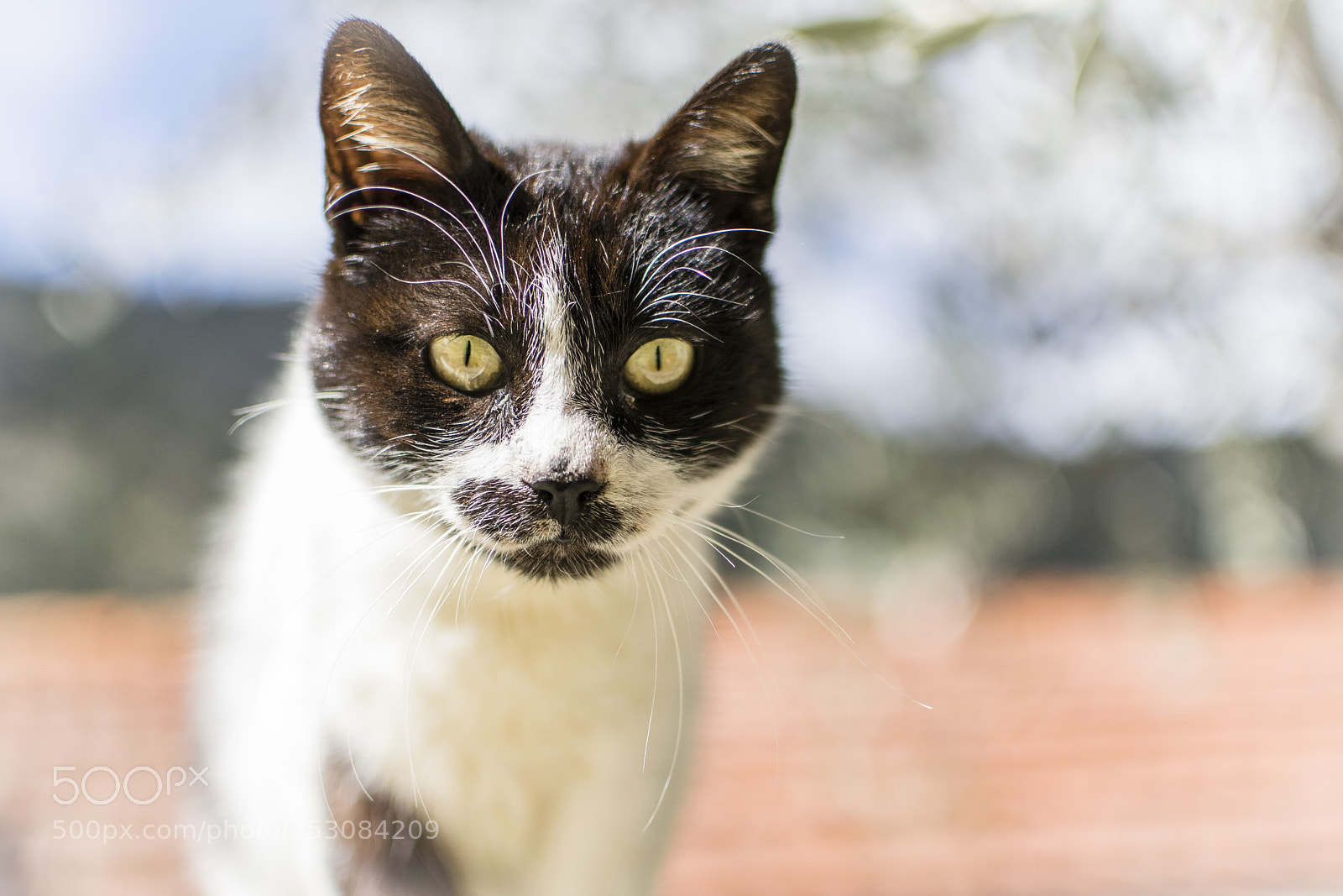Nikon D5300 sample photo. Miau!! photography