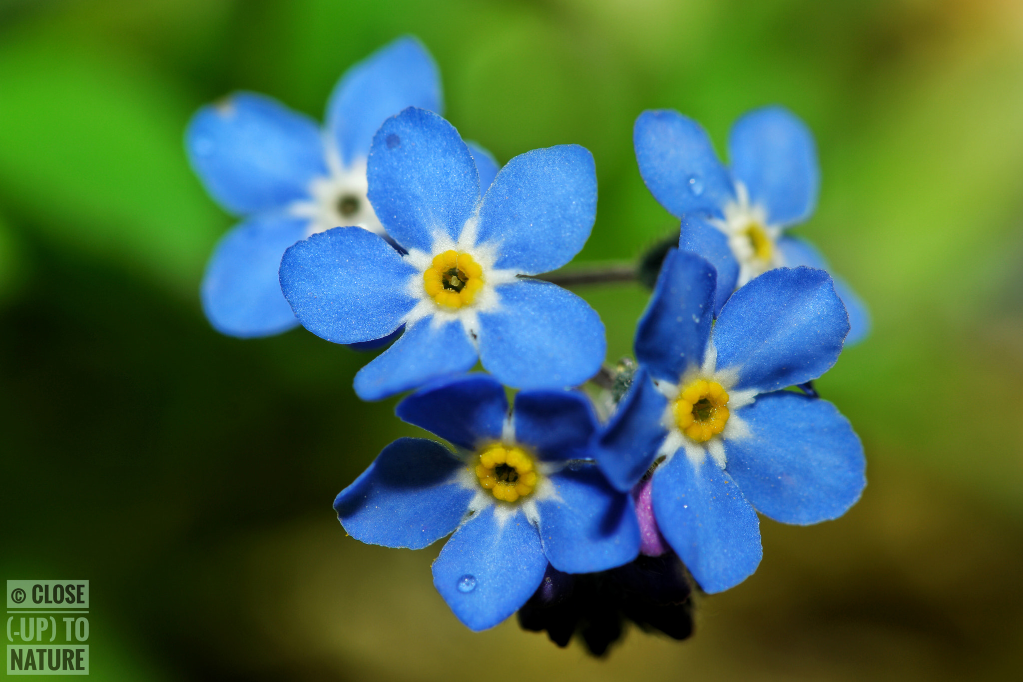 Samsung NX500 sample photo. Myosotis photography
