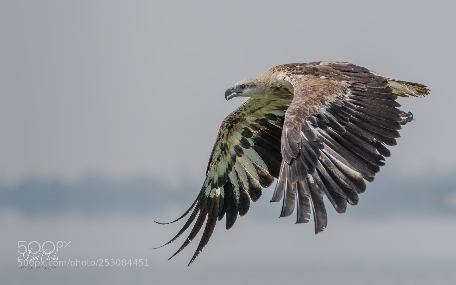 Nikon D500 sample photo. White bellied sea eagle photography