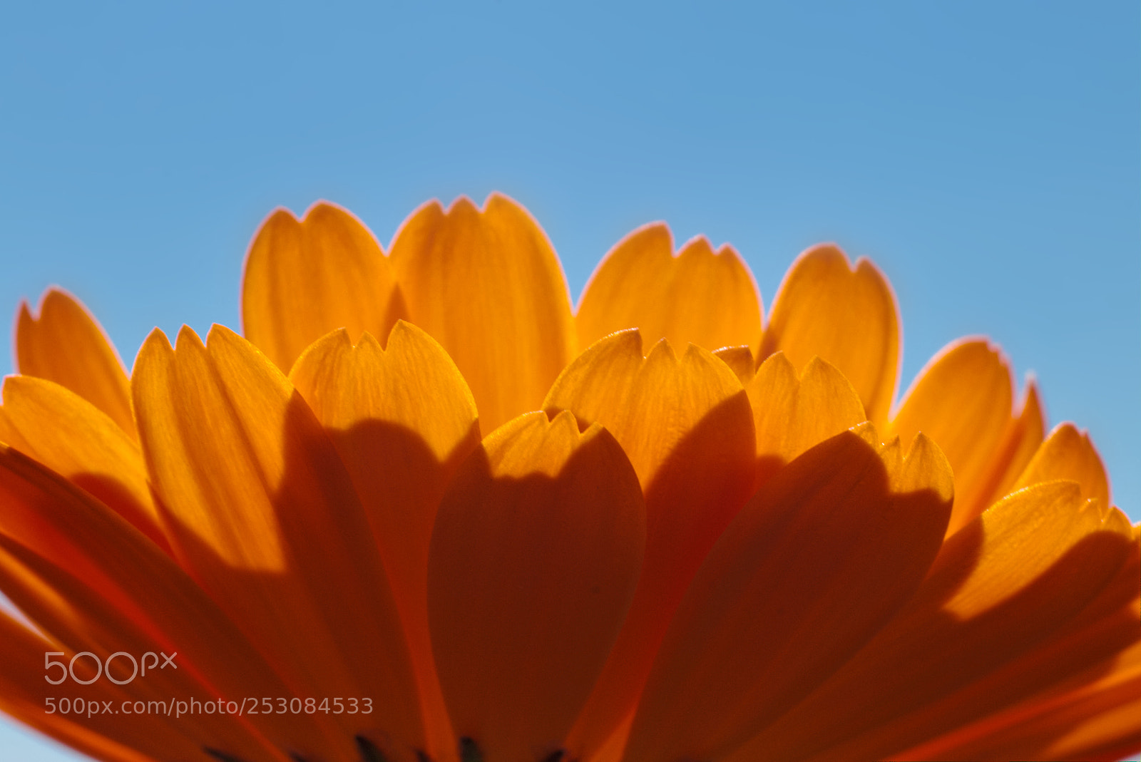 Canon EOS 70D + Canon EF 50mm F1.8 STM sample photo. Petaloso photography