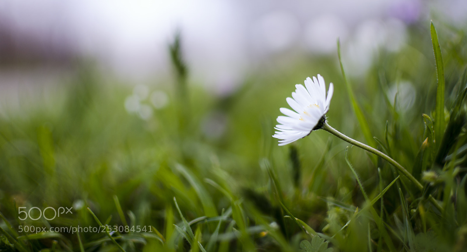 Nikon D7000 sample photo. Lonely chamomile photography