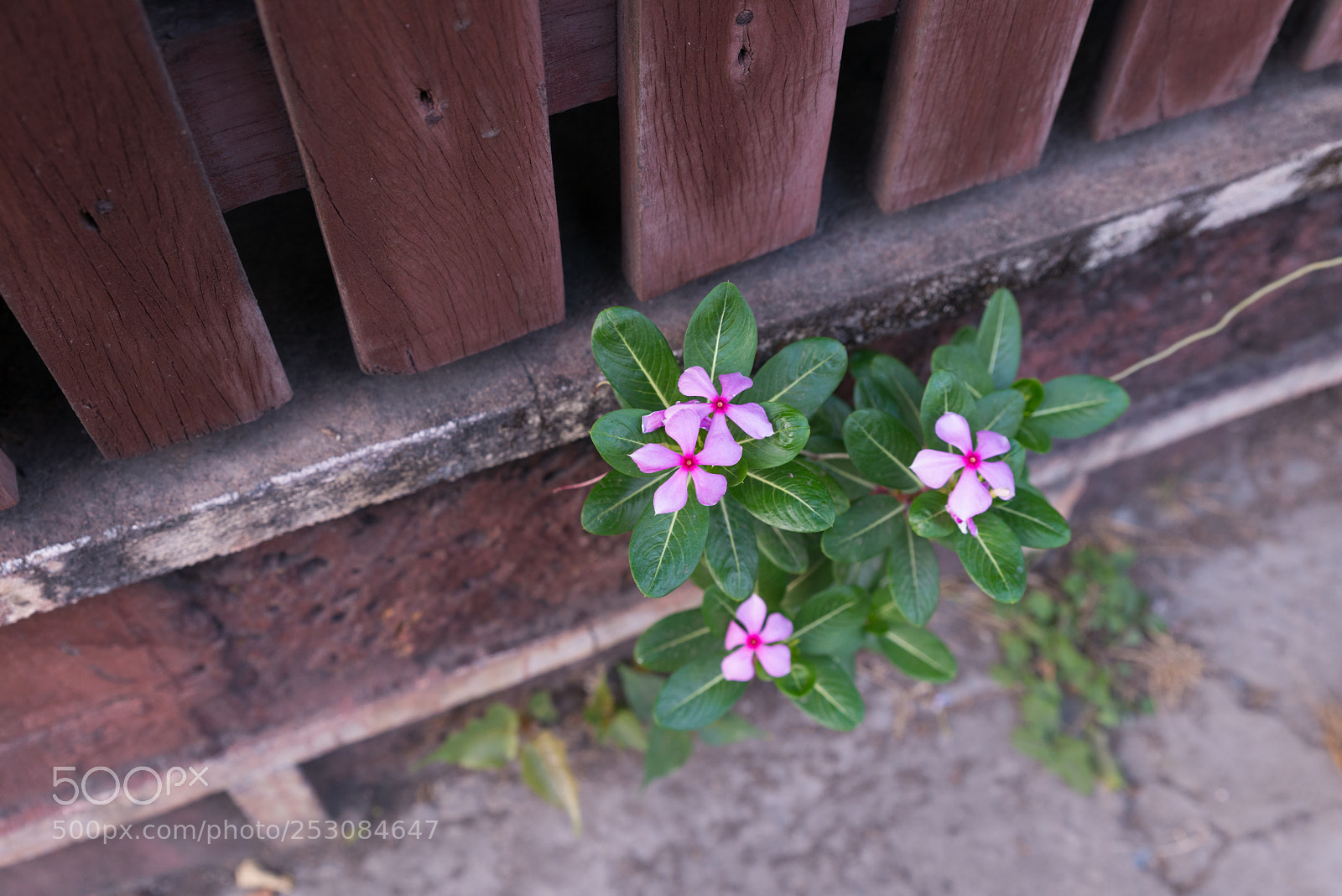 Nikon D800E sample photo. Flowers photography