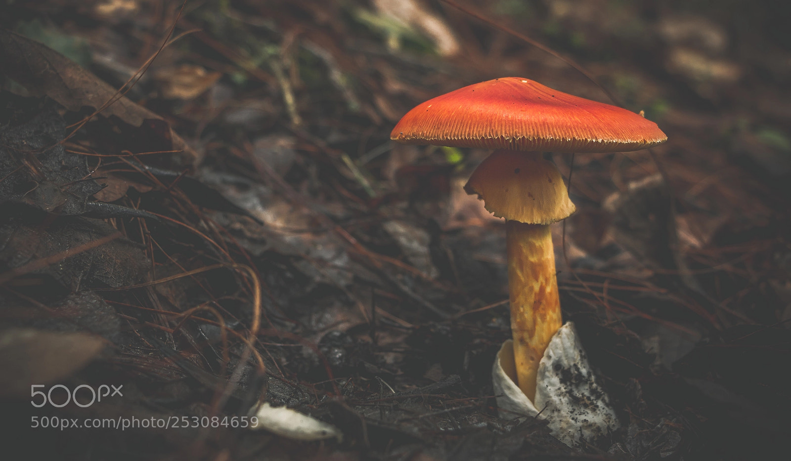 Canon EOS 70D sample photo. Colorful mushroom photography