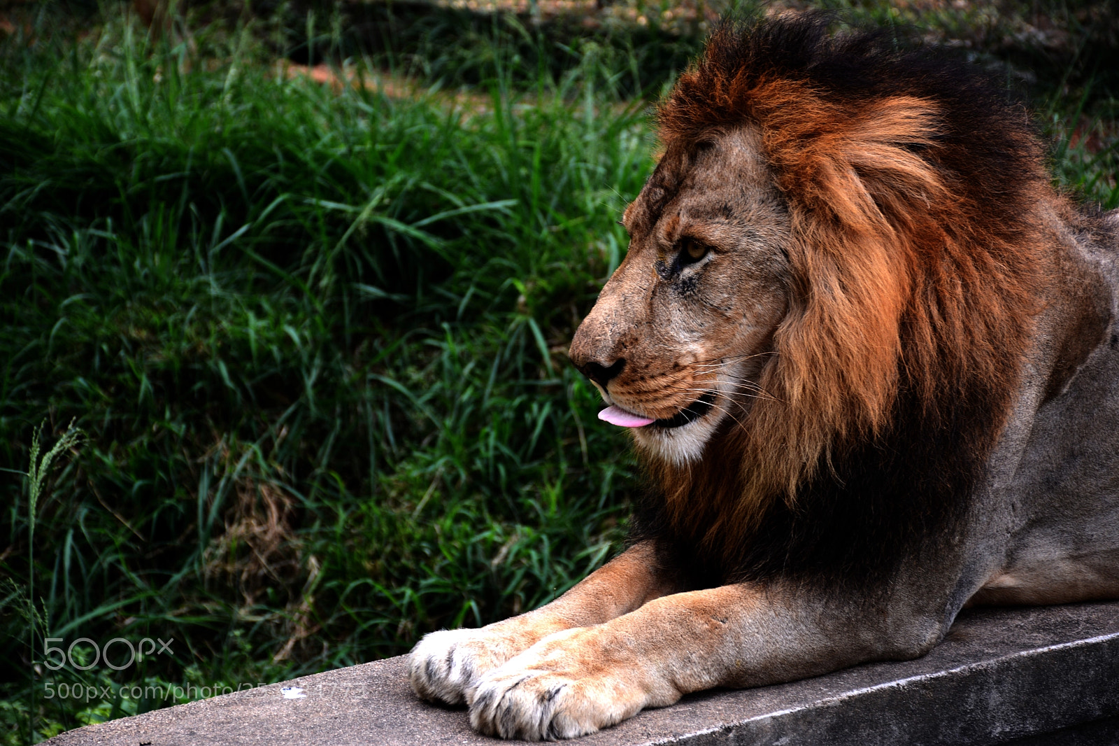 Nikon D7100 sample photo. The magnificent beast photography