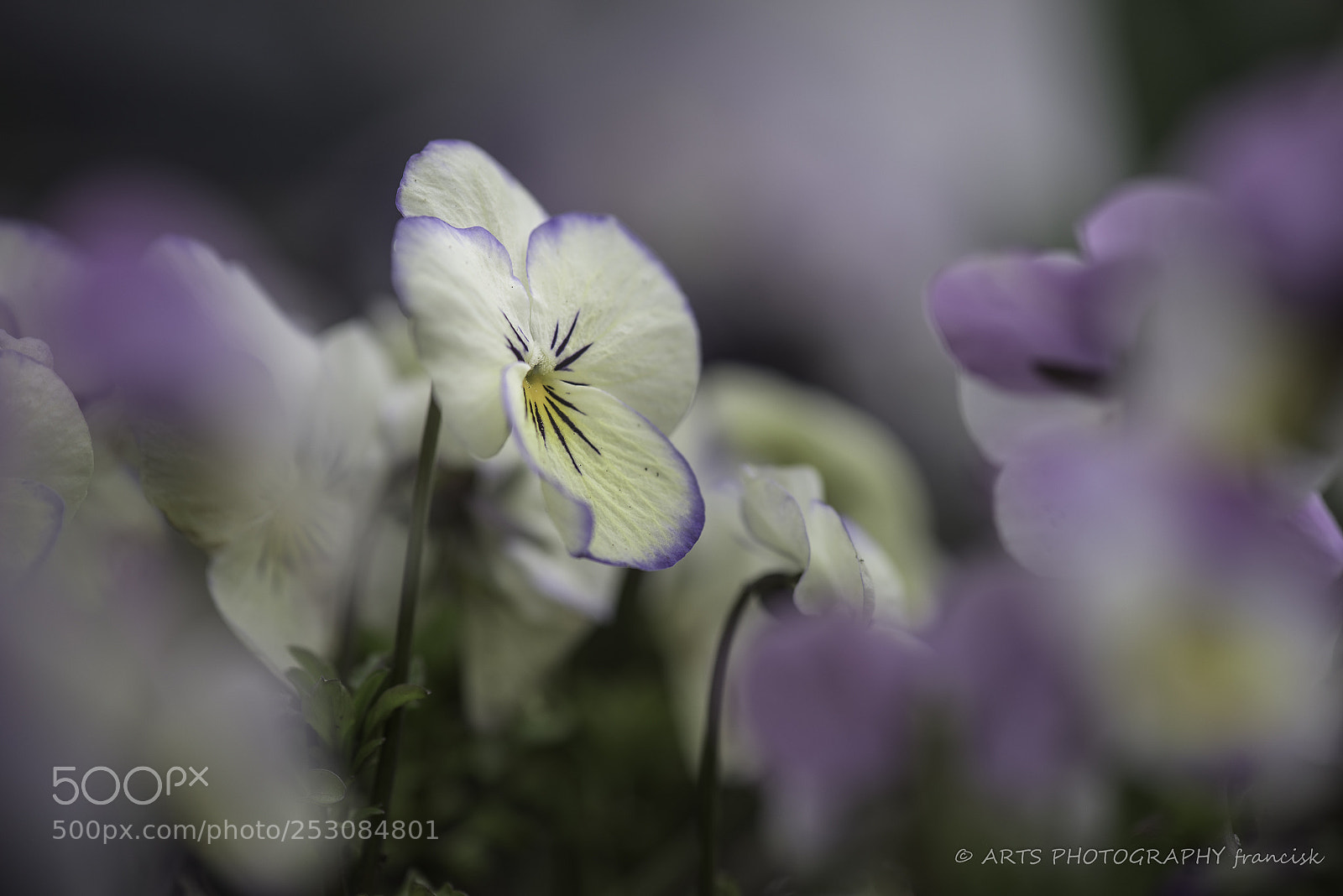 Nikon D810 sample photo. Blanche pensée photography