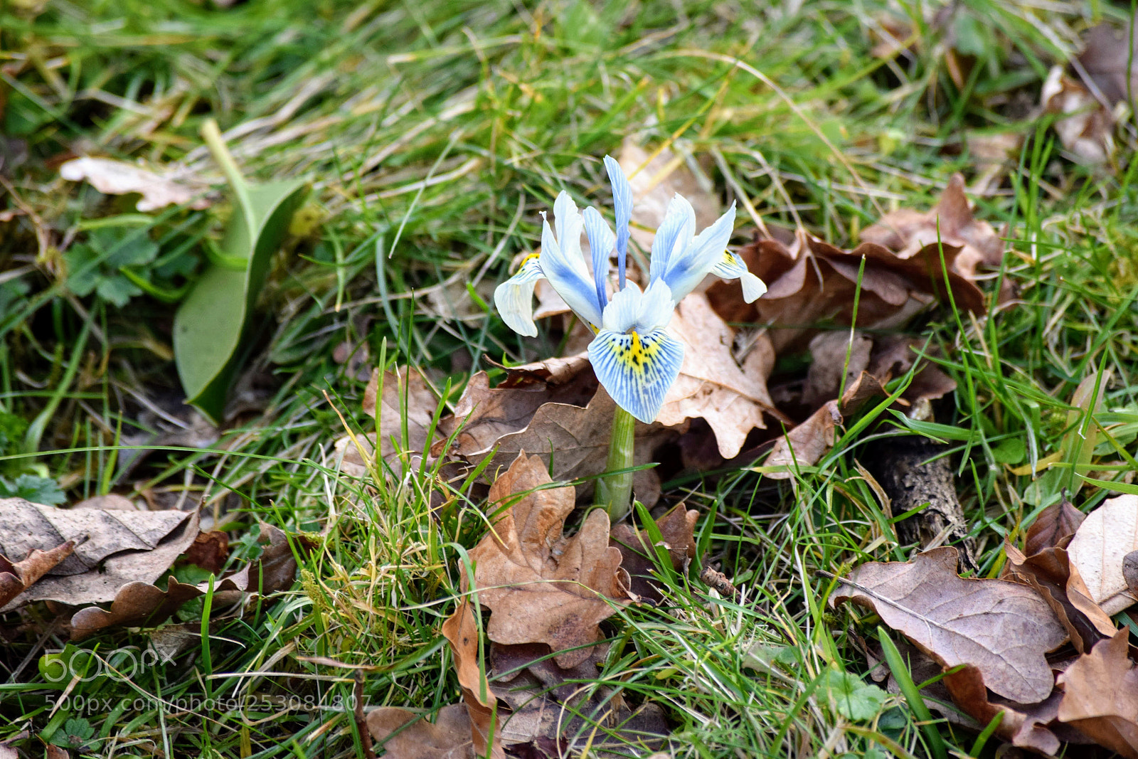 Nikon D3300 sample photo. Richmond park photography