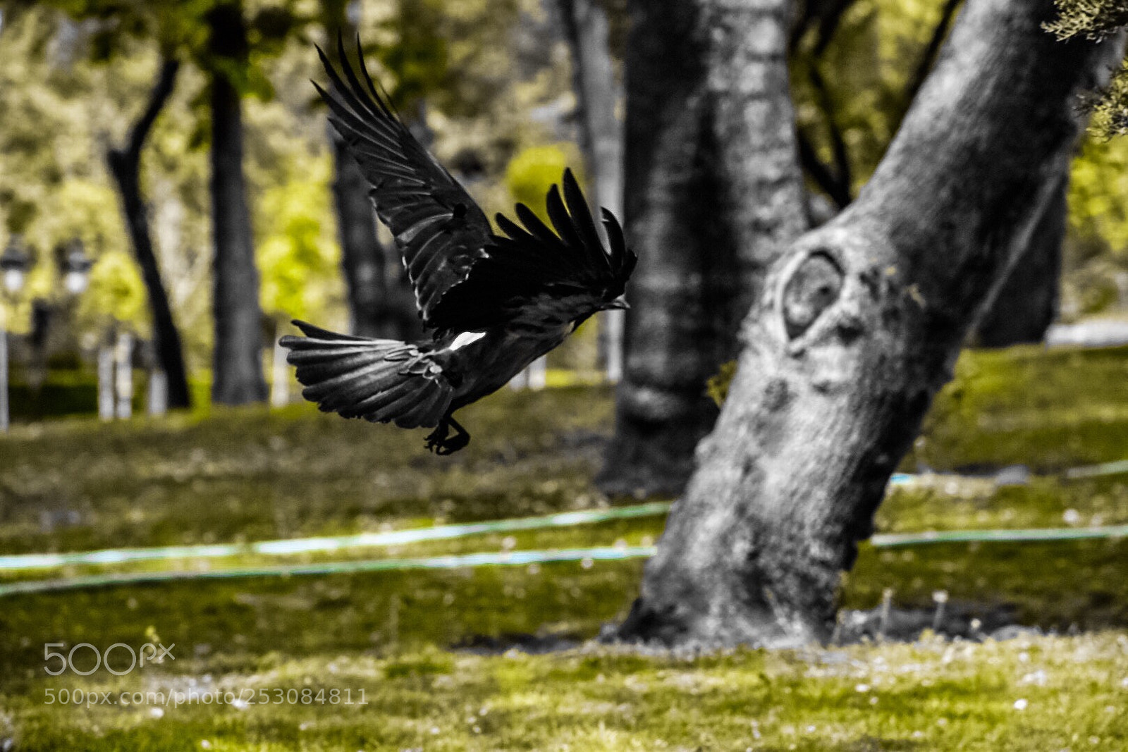 Nikon D5500 sample photo. Crow photography