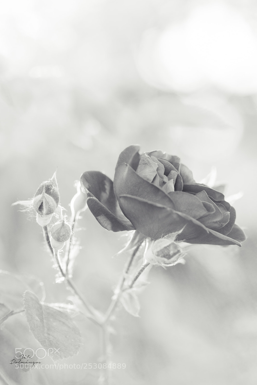 Nikon D810 sample photo. Just breathe photography