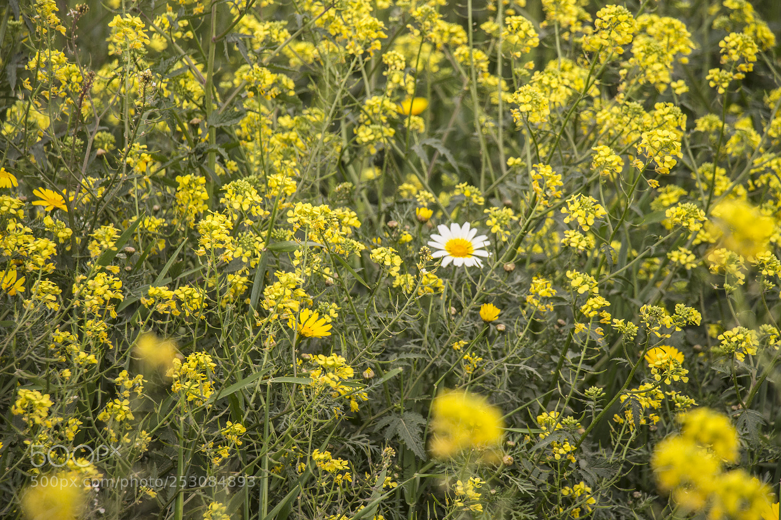 Canon EOS 700D (EOS Rebel T5i / EOS Kiss X7i) sample photo. Be special photography