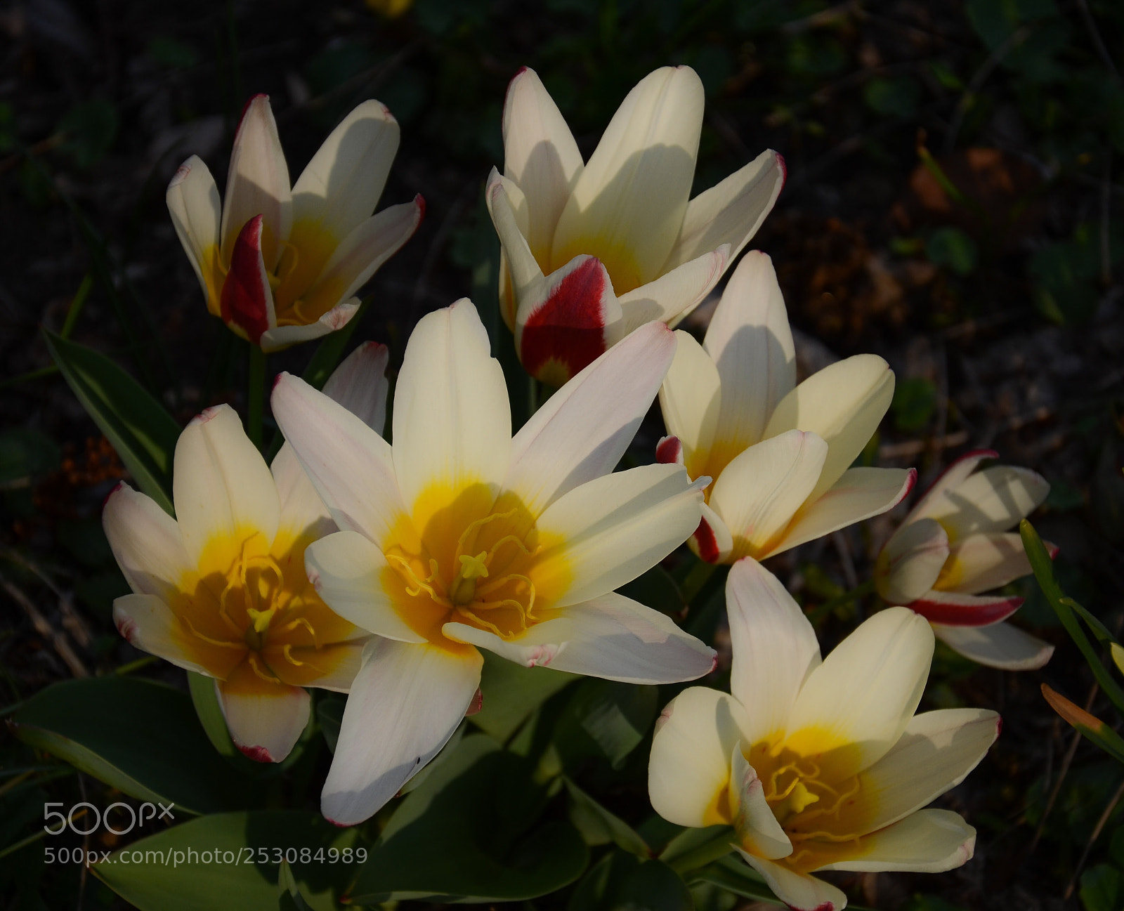 Nikon D7000 sample photo. Tulips photography