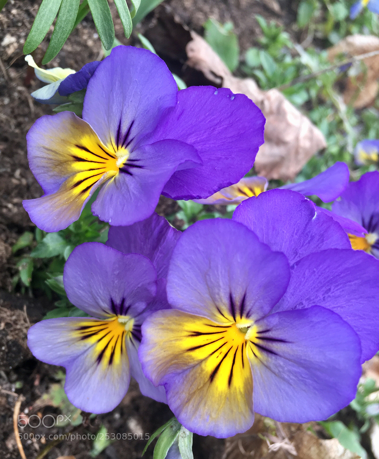 Apple iPhone SE sample photo. Gardentime photography