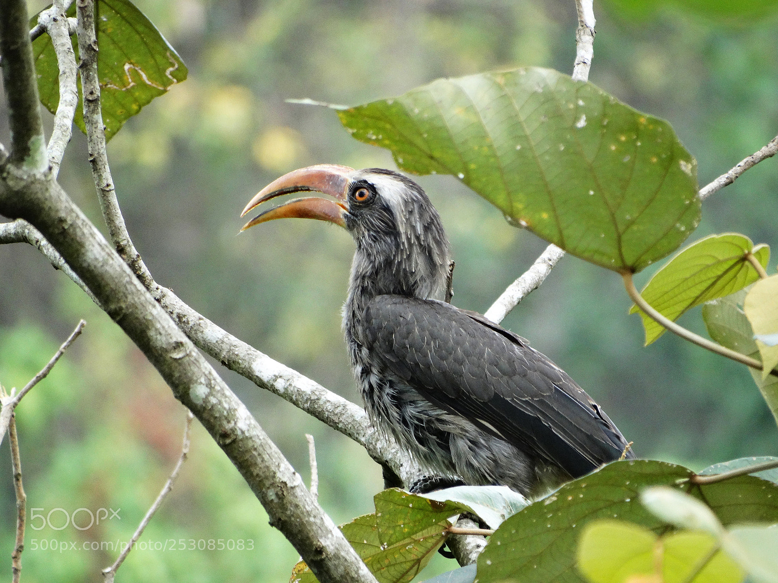 Sony Cyber-shot DSC-HX300 sample photo. Bird photography