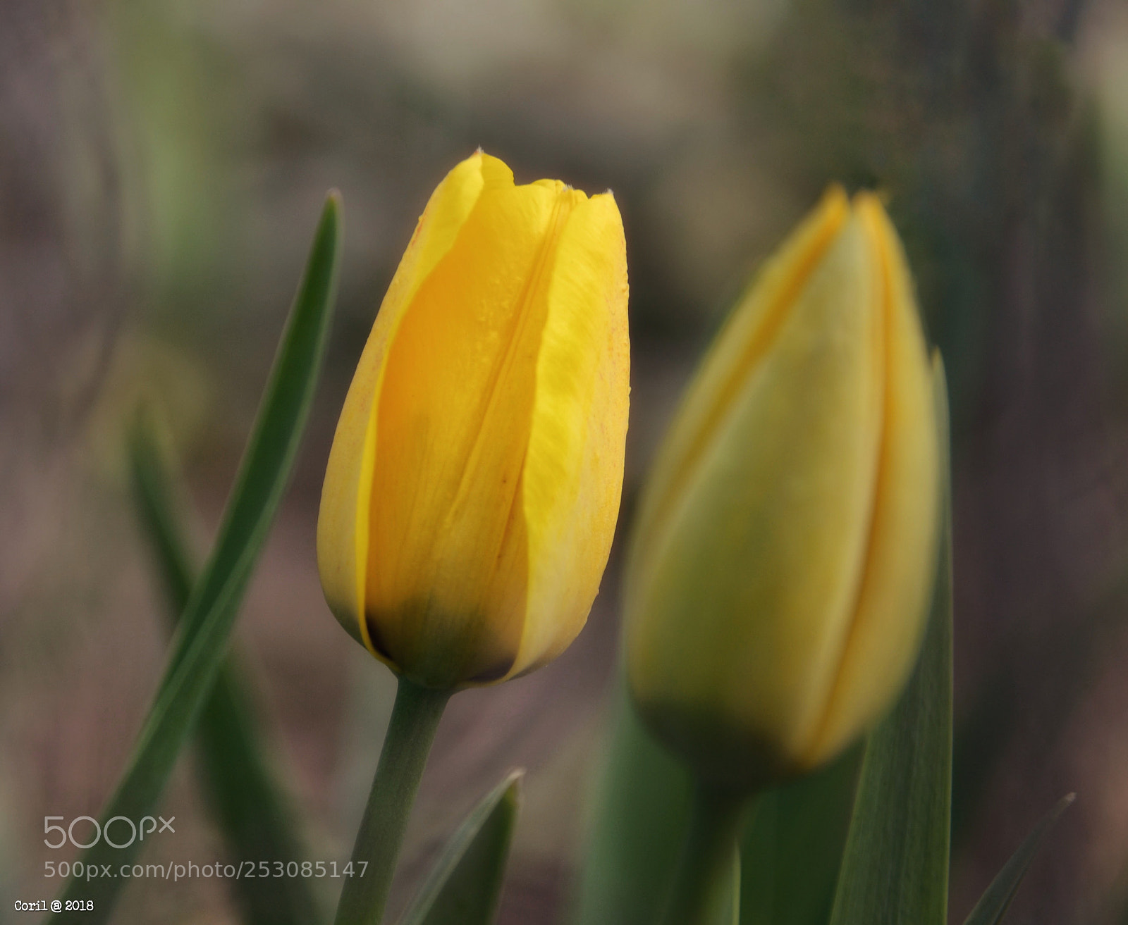 Nikon D3100 sample photo. Untitled photography