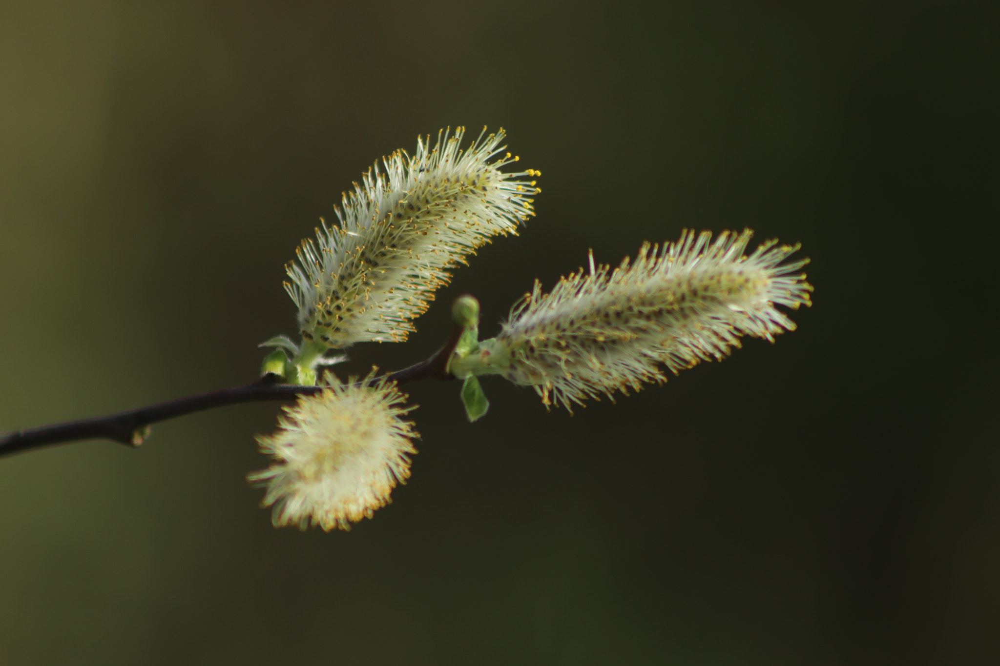 Canon EF 75-300mm f/4-5.6 sample photo. Las llamas_01 photography
