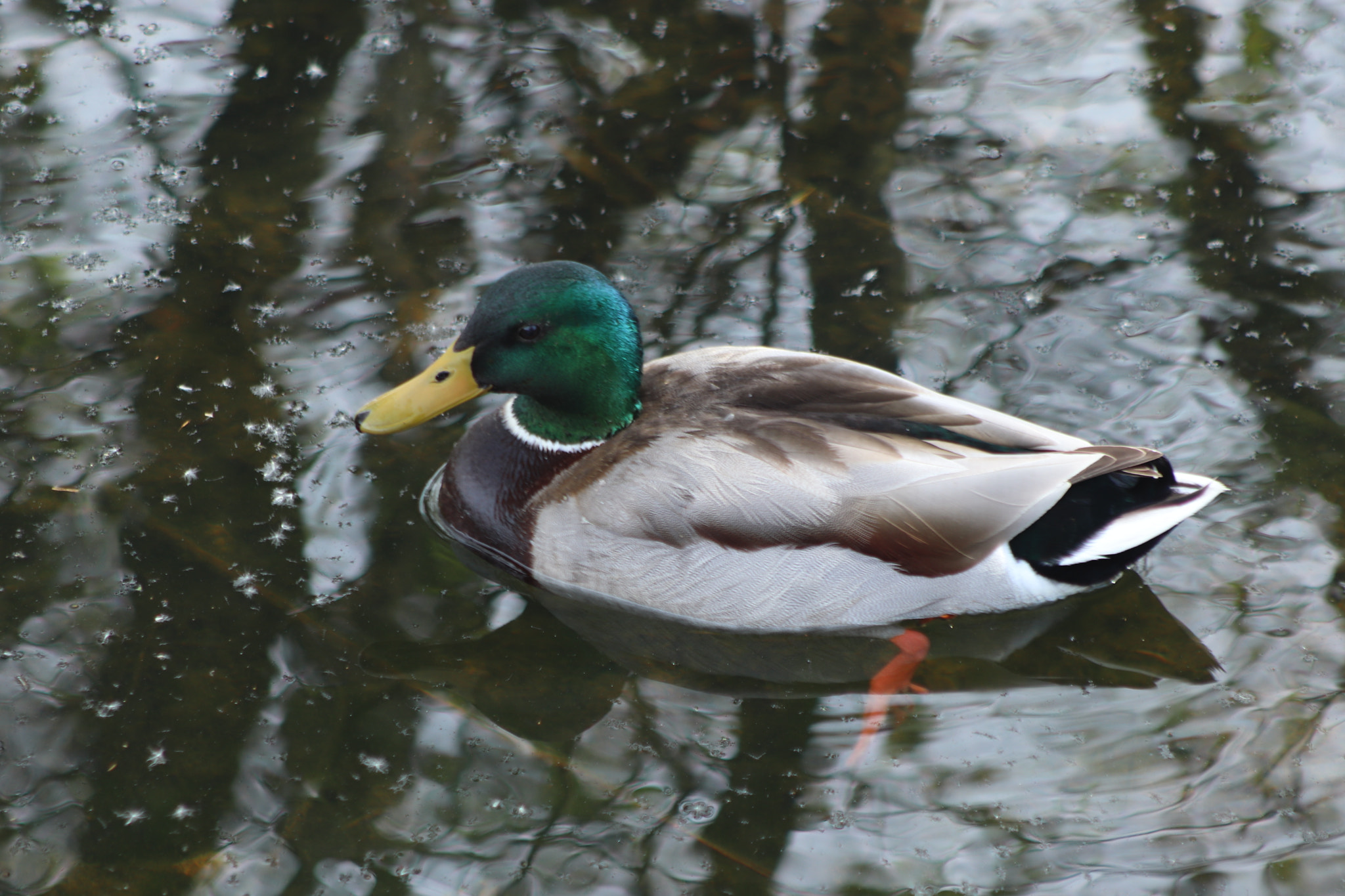 Canon EF 75-300mm f/4-5.6 sample photo. Las llamas_03 photography