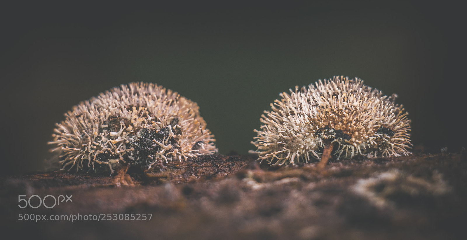 Canon EOS 70D sample photo. Mushrooms macro photography