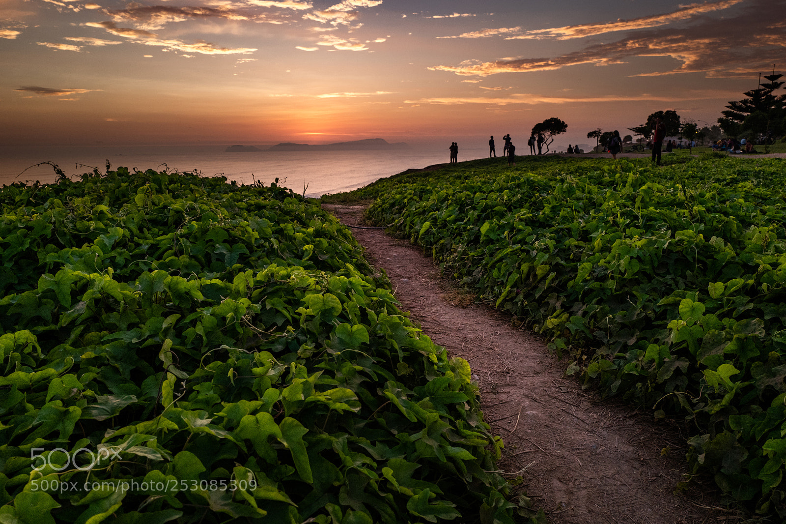 Leica Q (Typ 116) sample photo. Ivy path photography