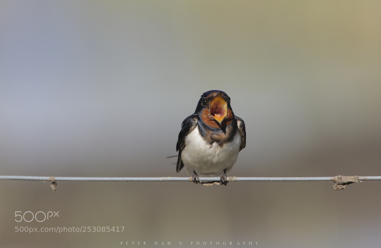 Canon EOS 40D sample photo. Barn swallow photography