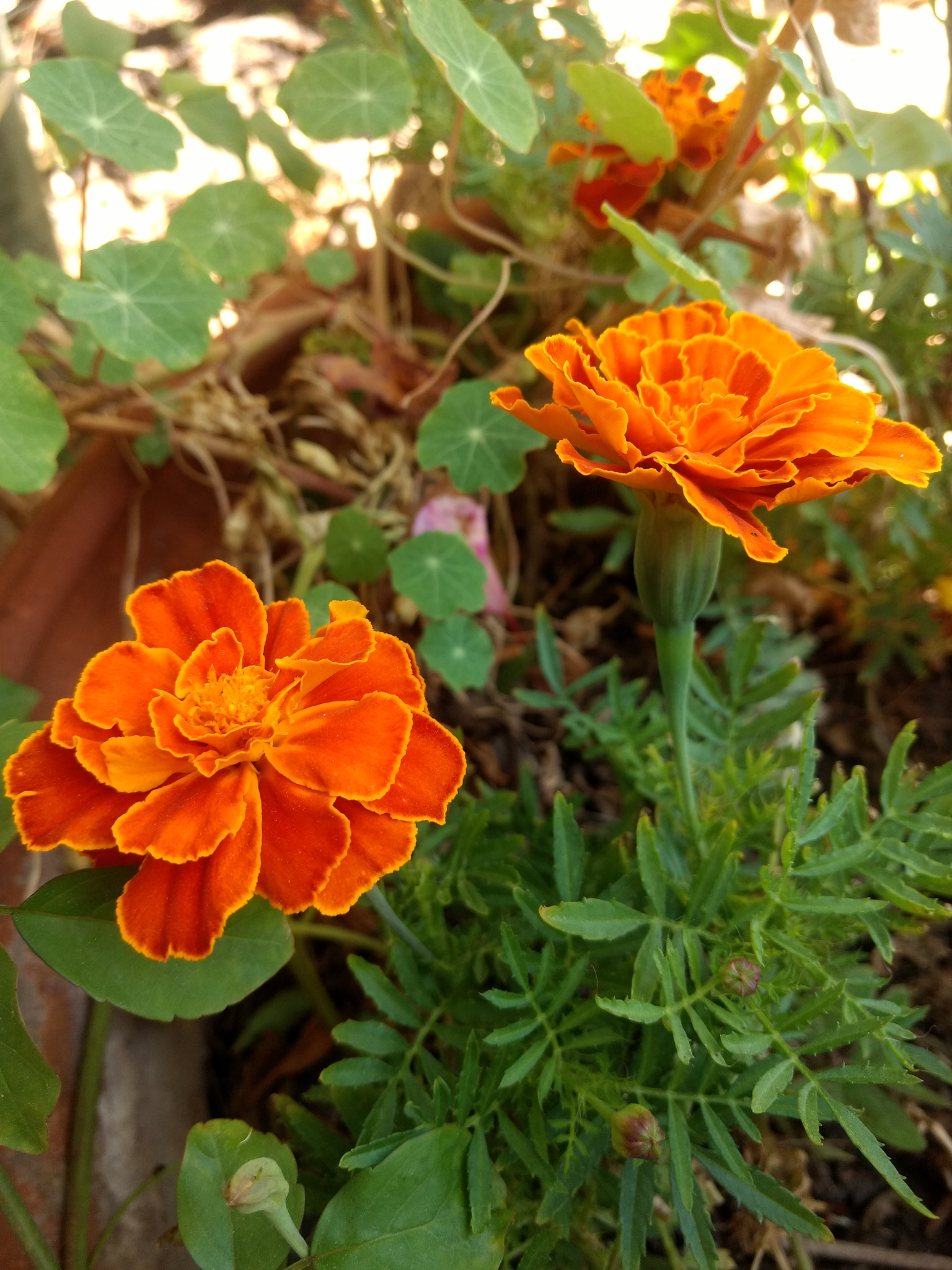 Motorola Moto Z Play sample photo