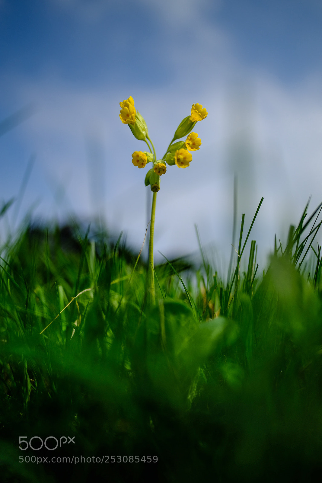 Fujifilm X-T20 sample photo. 'cowslip (primula veris)' photography