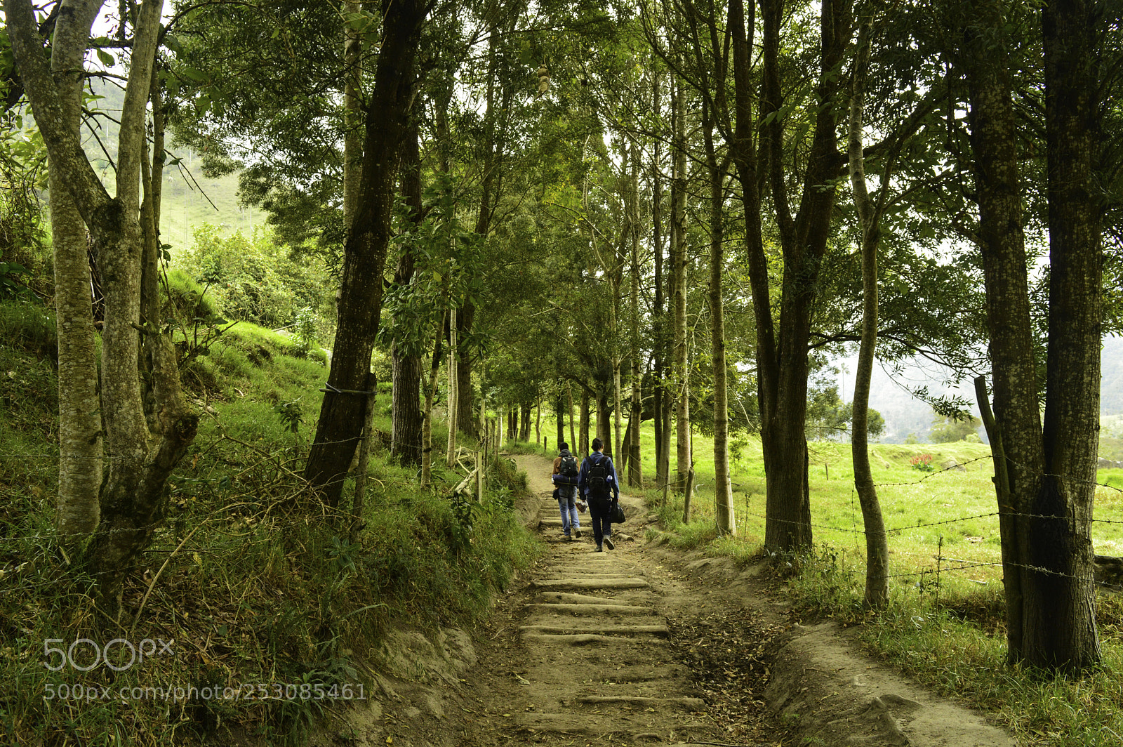 Nikon D3200 sample photo. Camino entre los arboles photography
