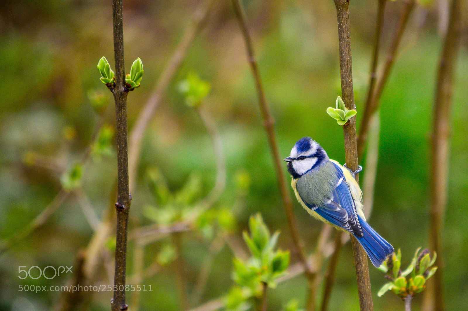 Nikon D7100 sample photo. Beautyfull day and birds photography