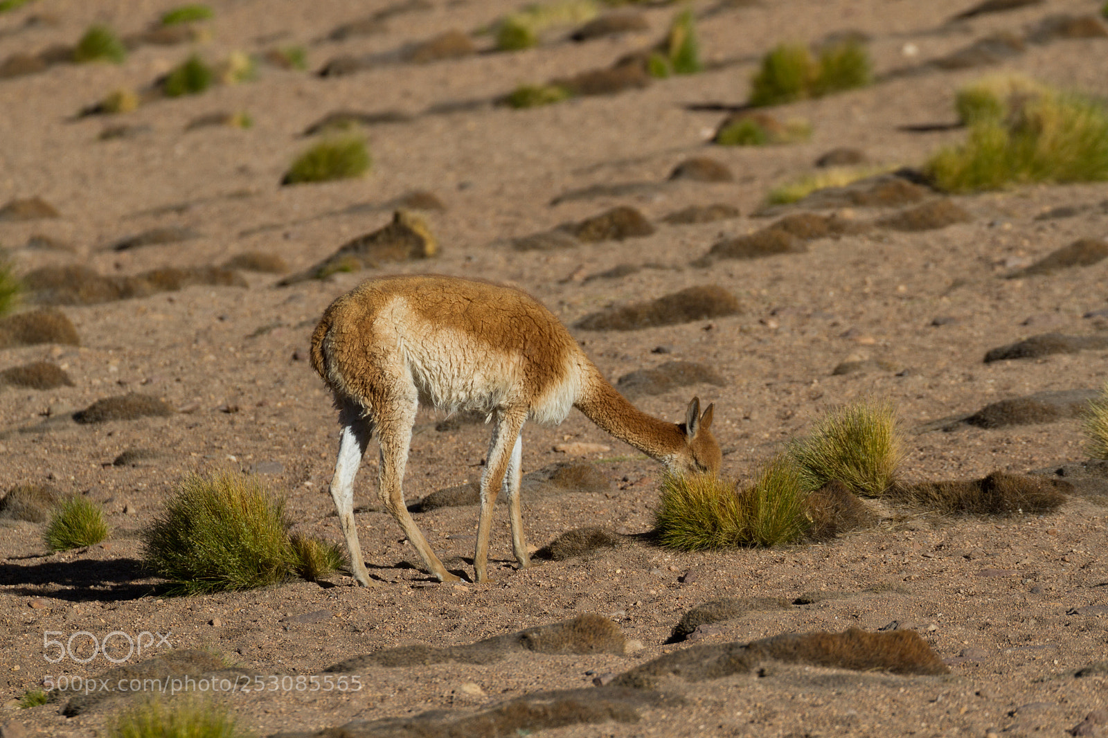 Canon EOS 7D sample photo. Llama feeding - atacama photography