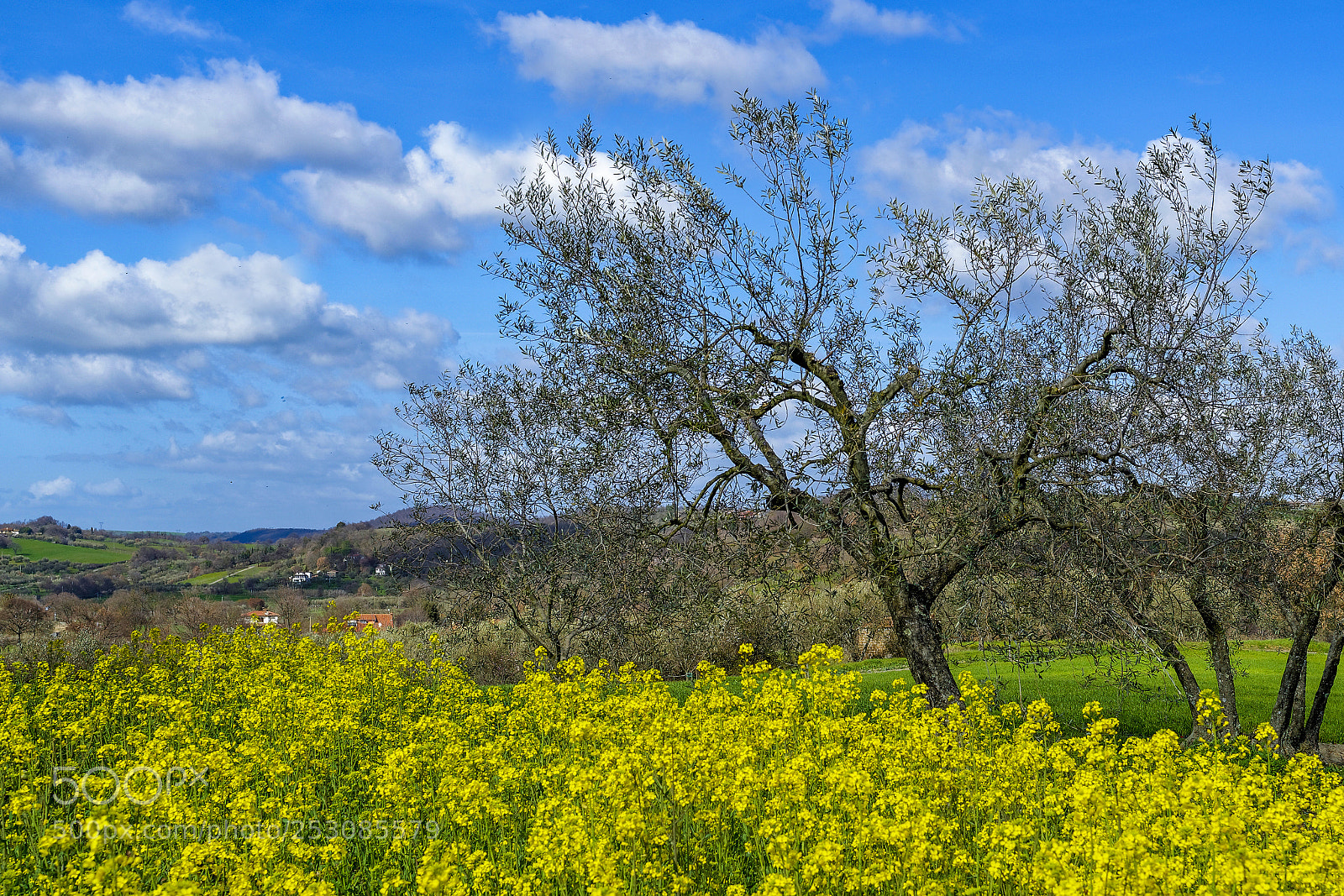 Nikon D800 sample photo. Springtime photography