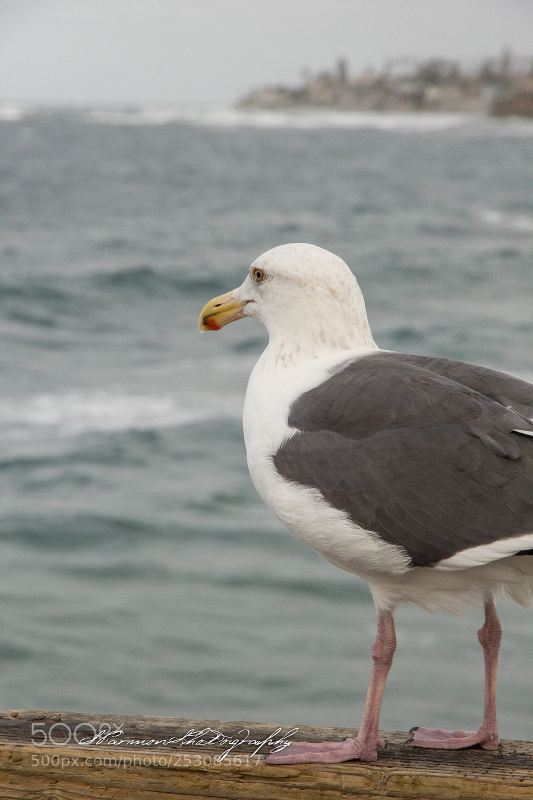 Canon EOS 60D sample photo. Seagull overlooks ocean photography