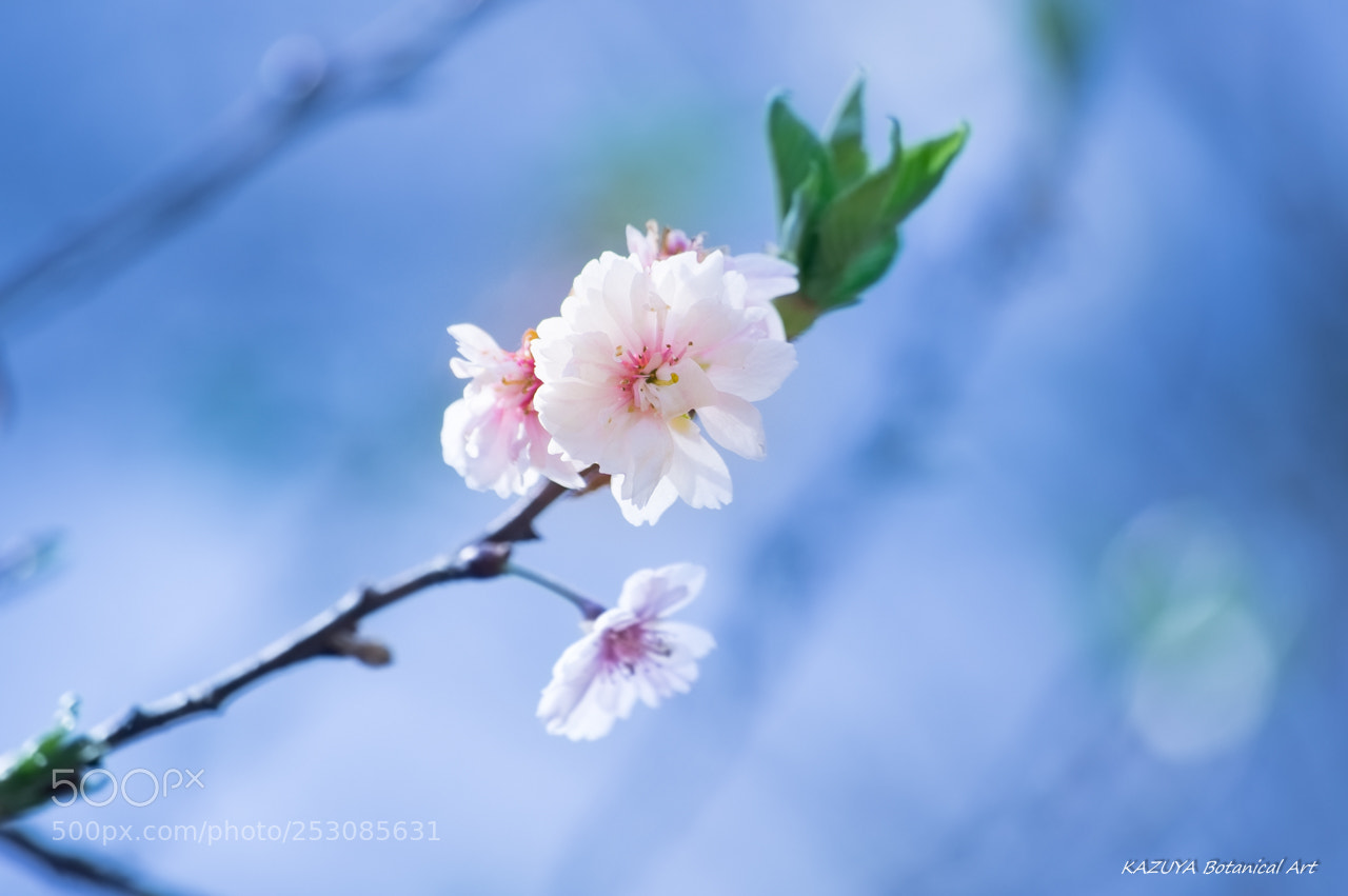 Pentax K-3 II sample photo. Cherry tree with many photography