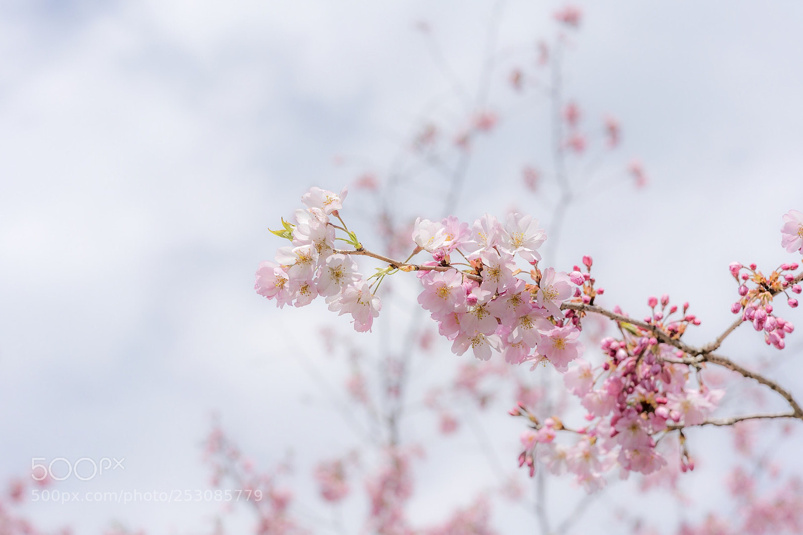 Sony a7R II sample photo. 春 photography