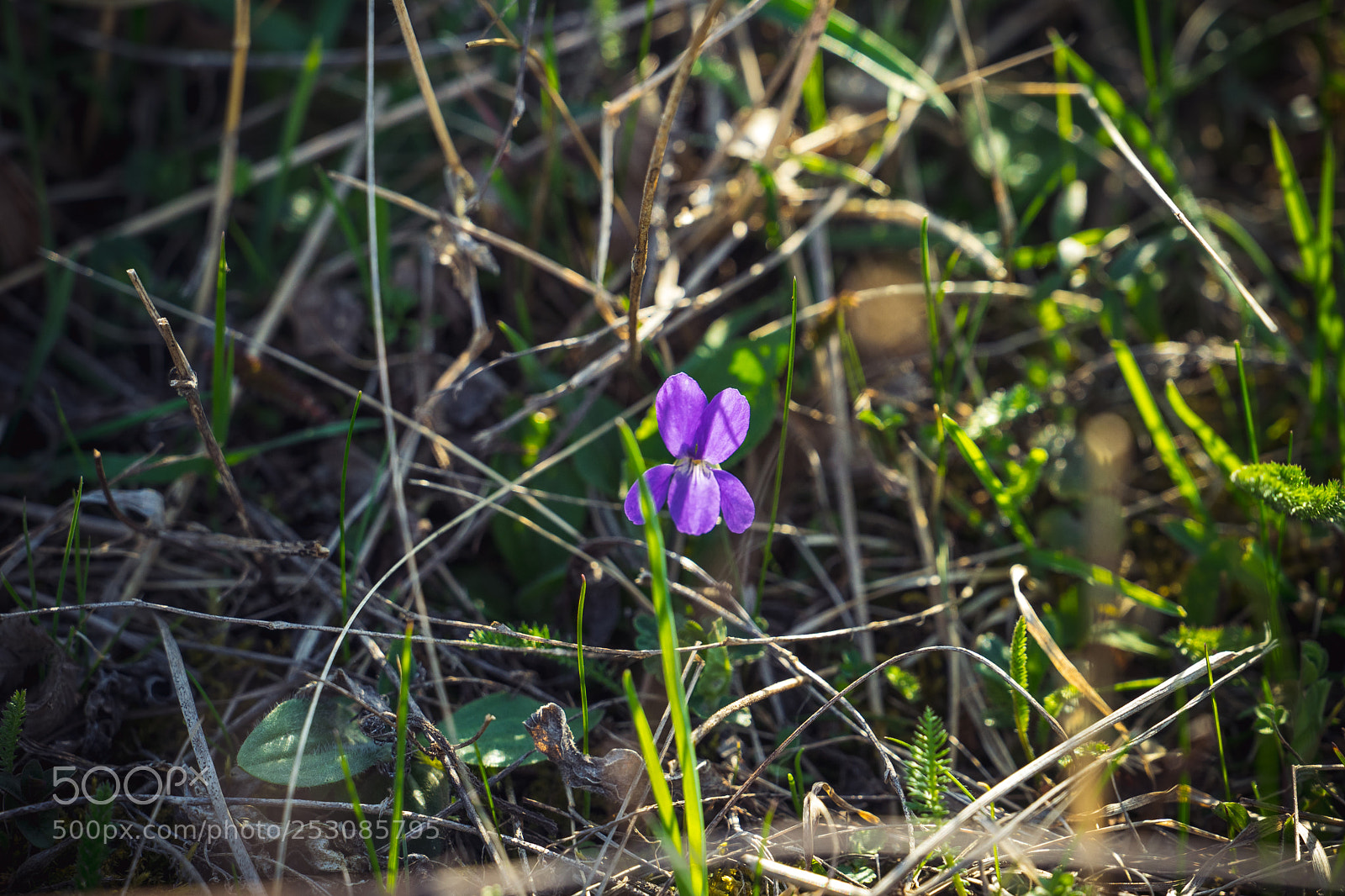 Sony a7 sample photo. Spring is here photography