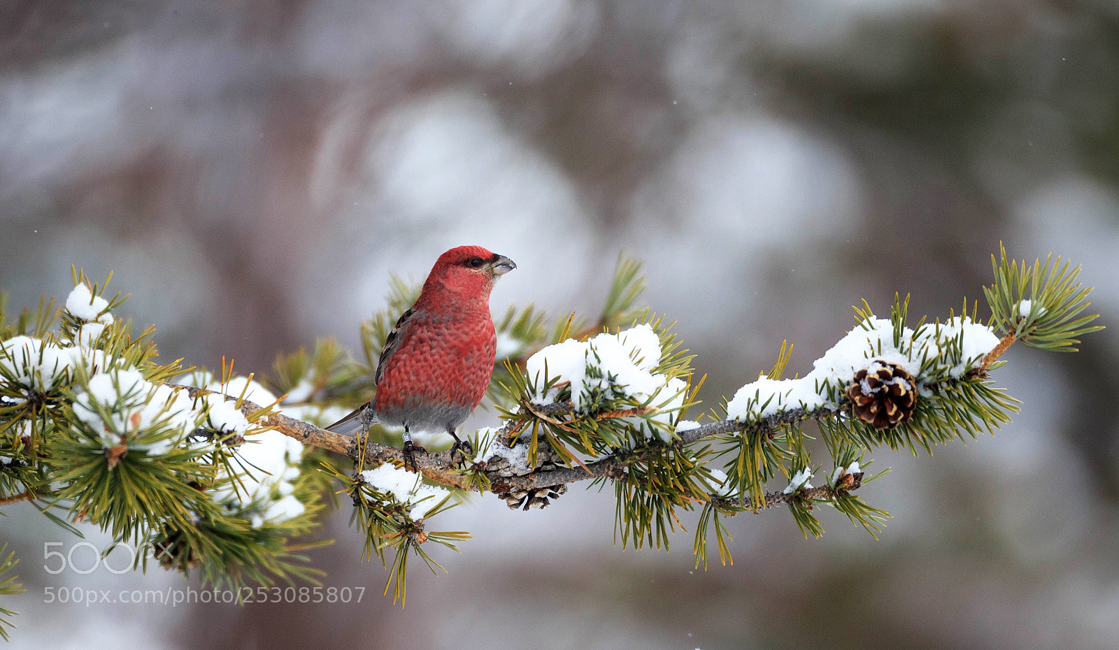 Canon EOS-1D X sample photo. Pine grosbeak in lapland photography