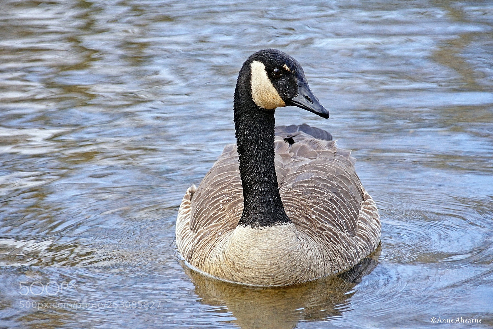 Sony ILCA-77M2 sample photo. Canada goose photography