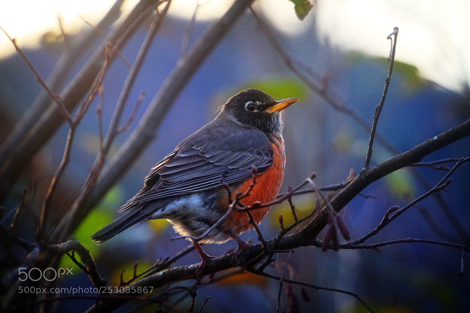 Canon EOS 7D sample photo. Round robin photography