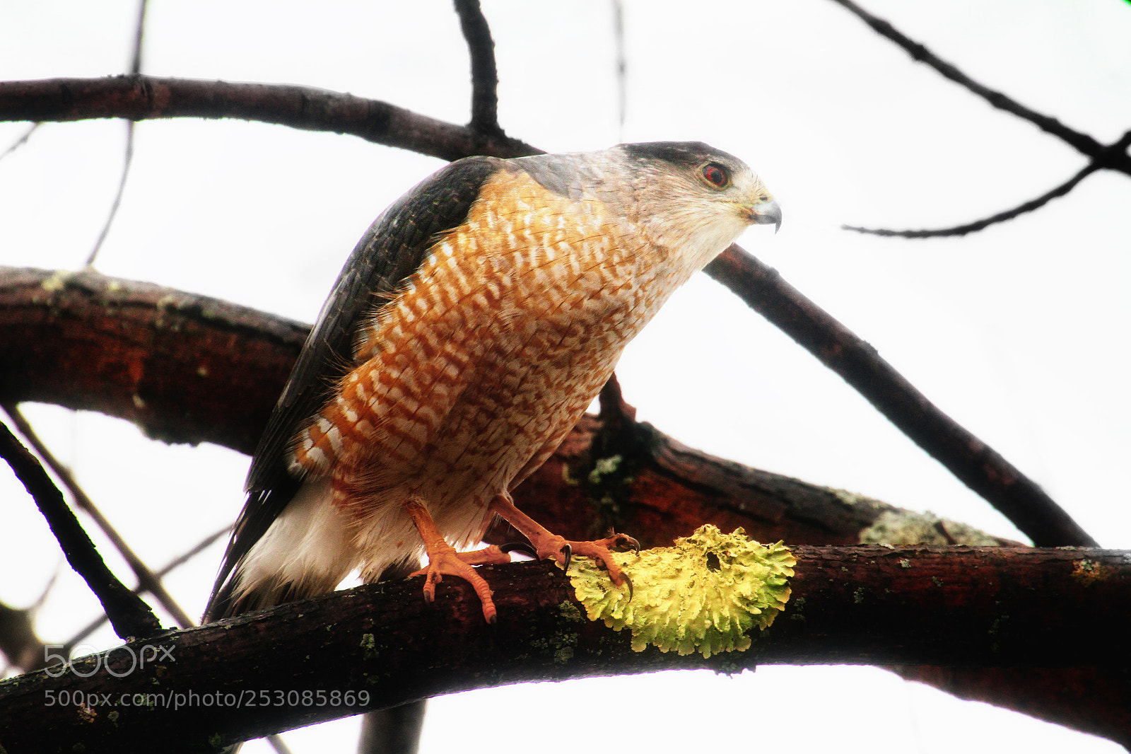 Canon EOS 7D sample photo. Falcon photography