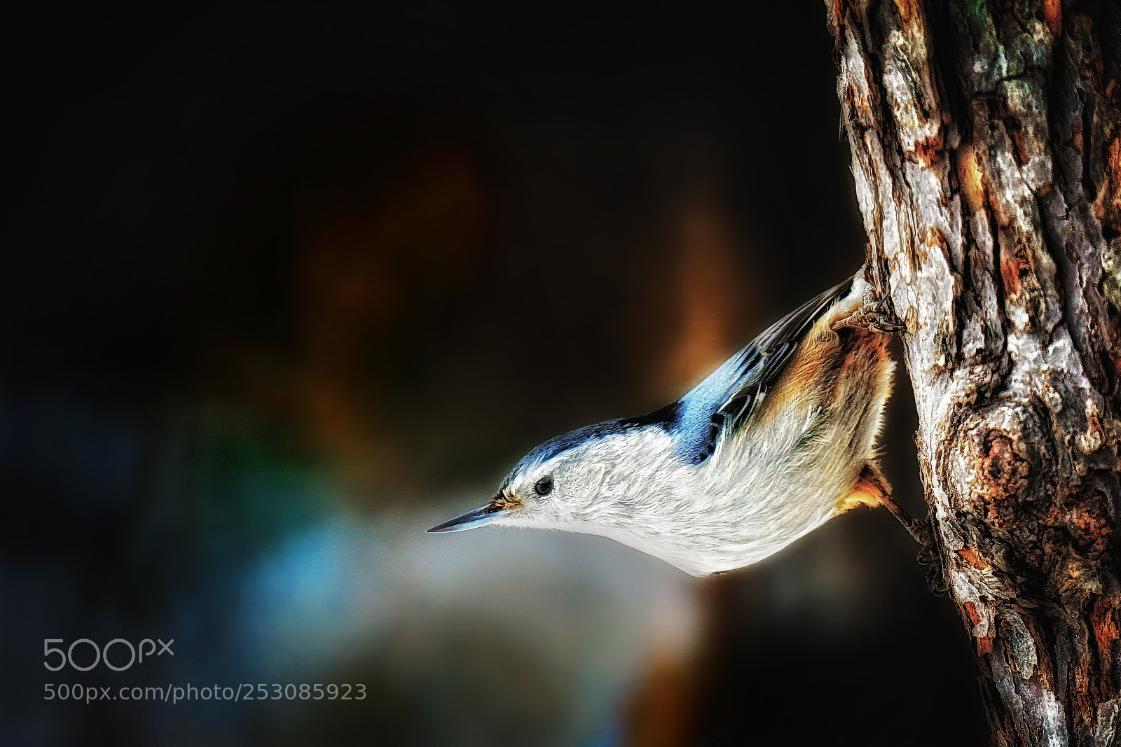 Canon EOS 7D sample photo. Nuthatch posing photography