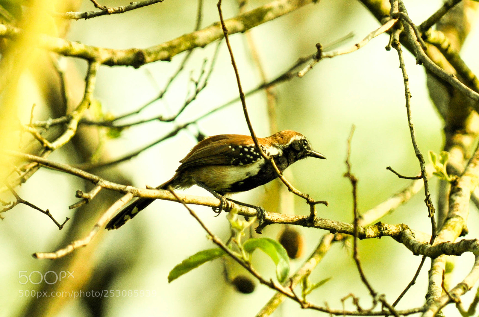 Nikon D5000 sample photo. Papa-formiga-vermelho (formicivora rufa) photography