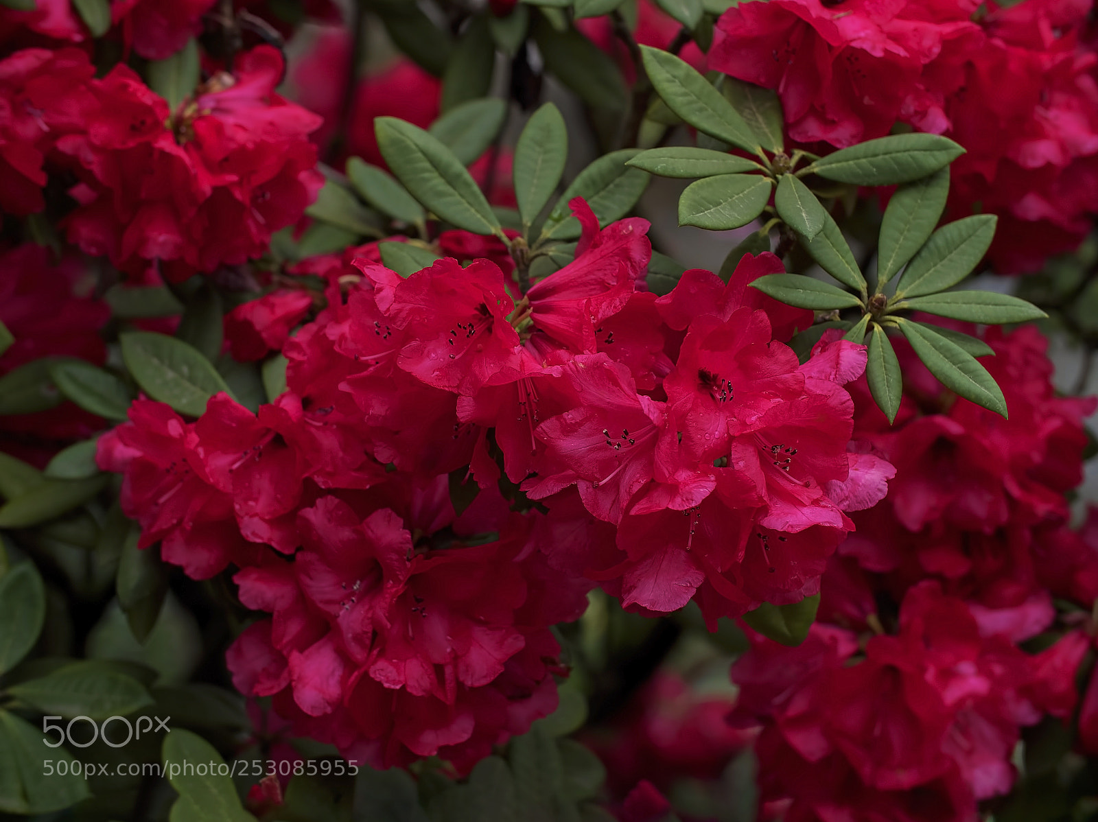 Panasonic Lumix DC-G9 sample photo. Passion and intensity photography
