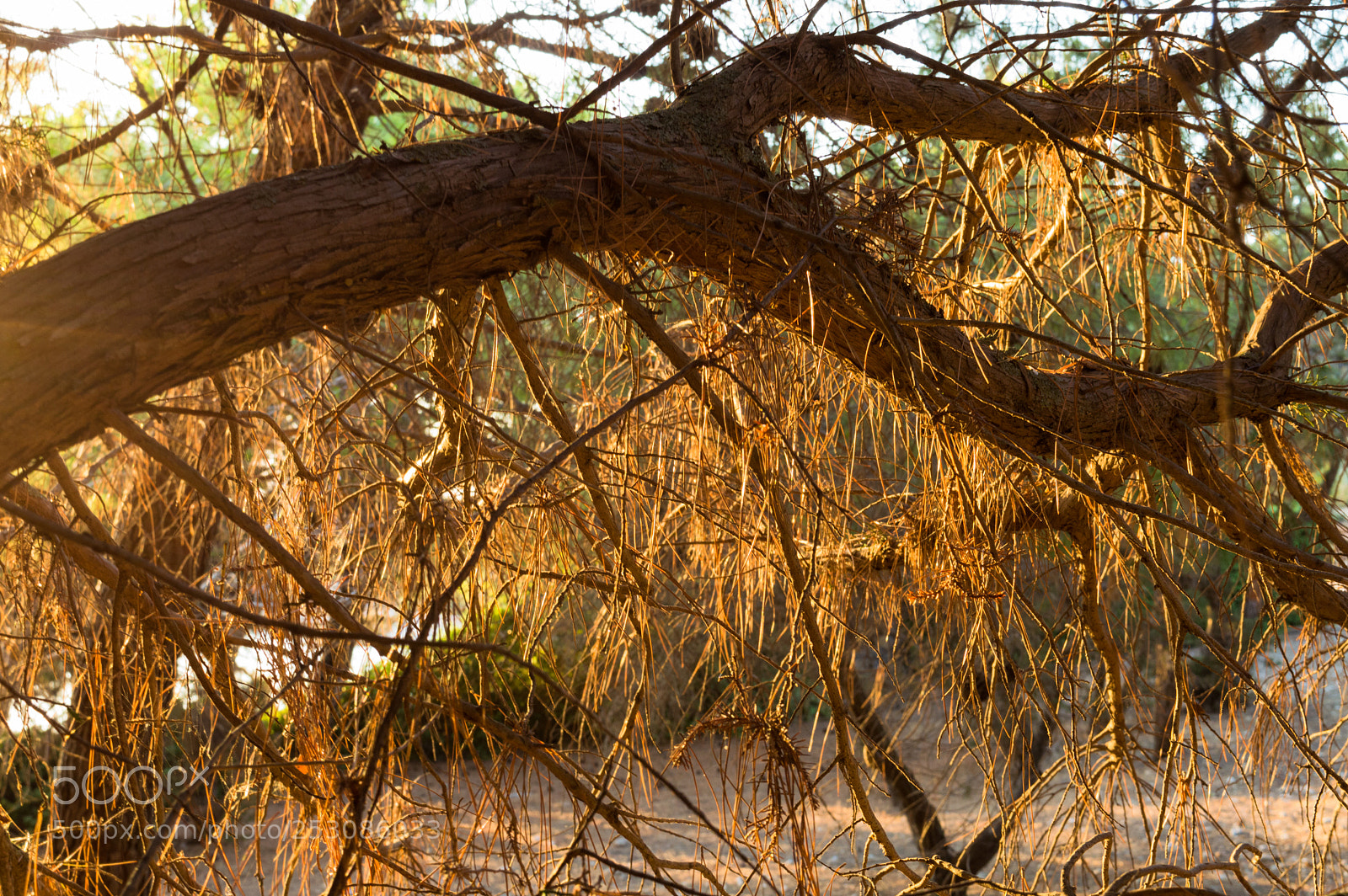 Nikon D3200 sample photo. Sunset tree photography