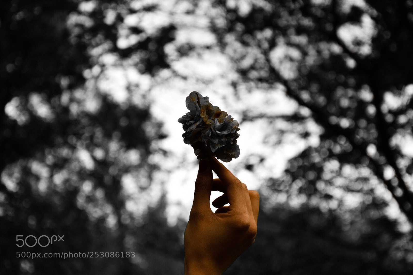 Nikon D5500 sample photo. Leaf photography