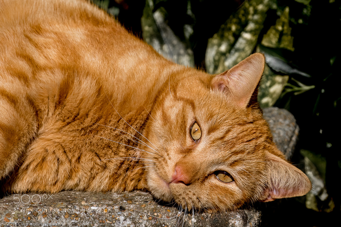 Canon EOS 7D Mark II sample photo. Ginge photography